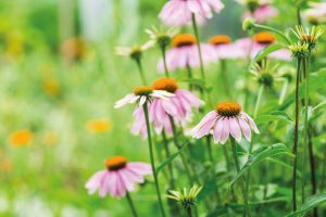 Echinacea purpurea in garden. Healing plant used for medical purposes in pharmaceutical industry.
